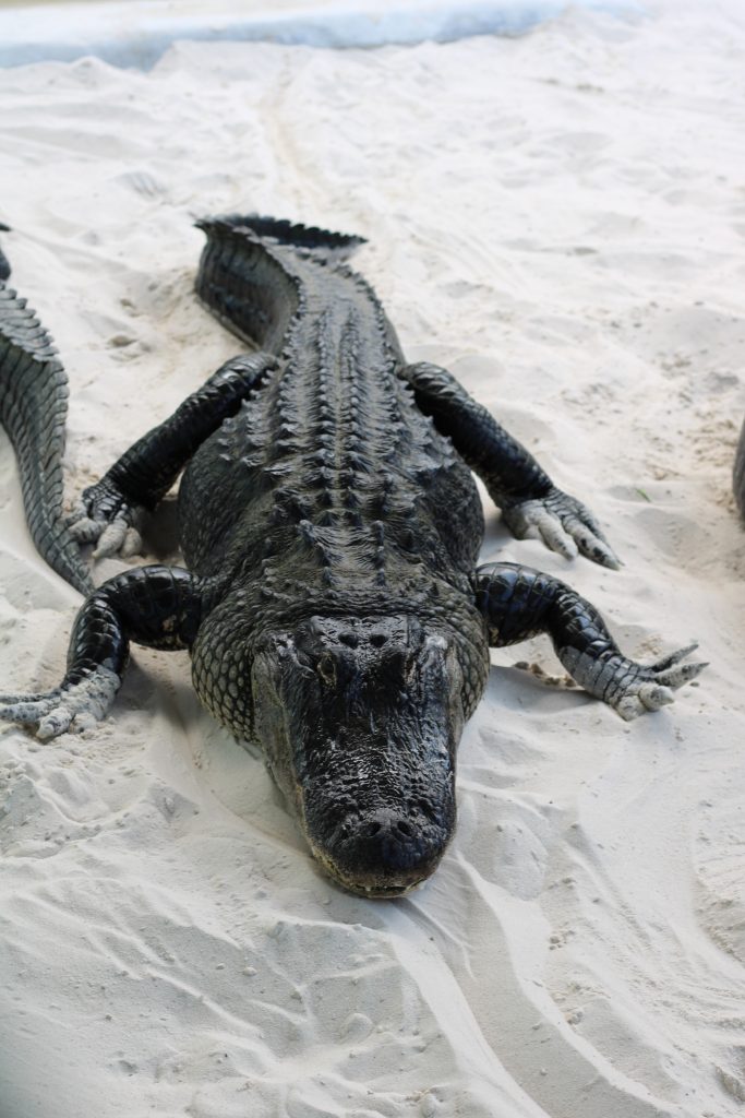 Alligatori nel loro habitat naturale nelle Everglades