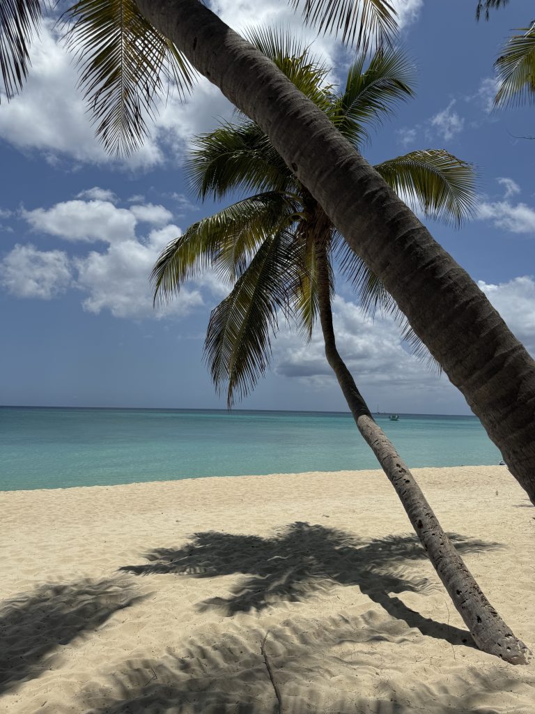 Palme di cocco sulla spiaggia di George Town, Cayman