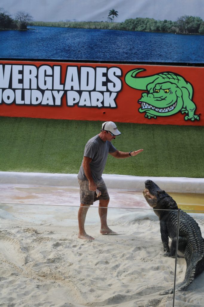 Guida che mostra un piccolo alligatore durante il tour nelle Everglades