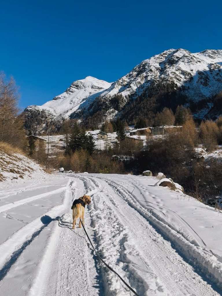 Simba sulla neve durante la passeggiata in Val di Rezzalo