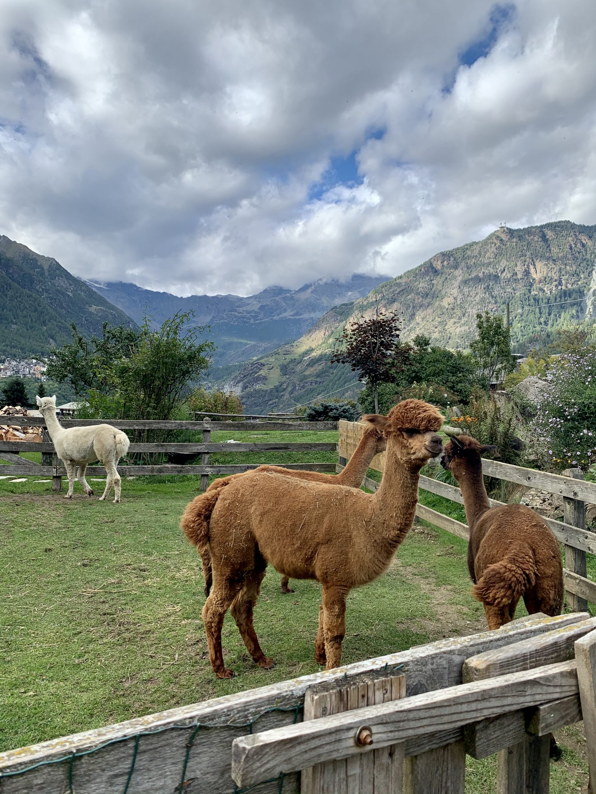 Alpaca in libertà alla Fattoria La Foppa di Caspoggio