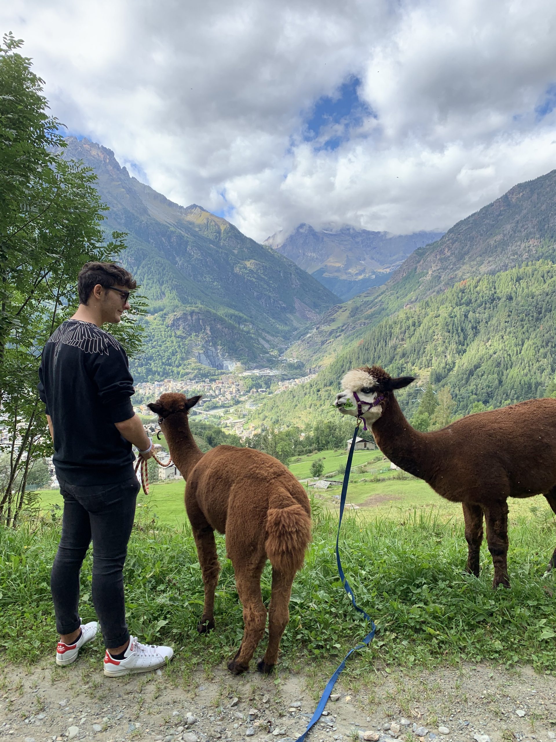 Passeggiata con gli alpaca in Valmalenco