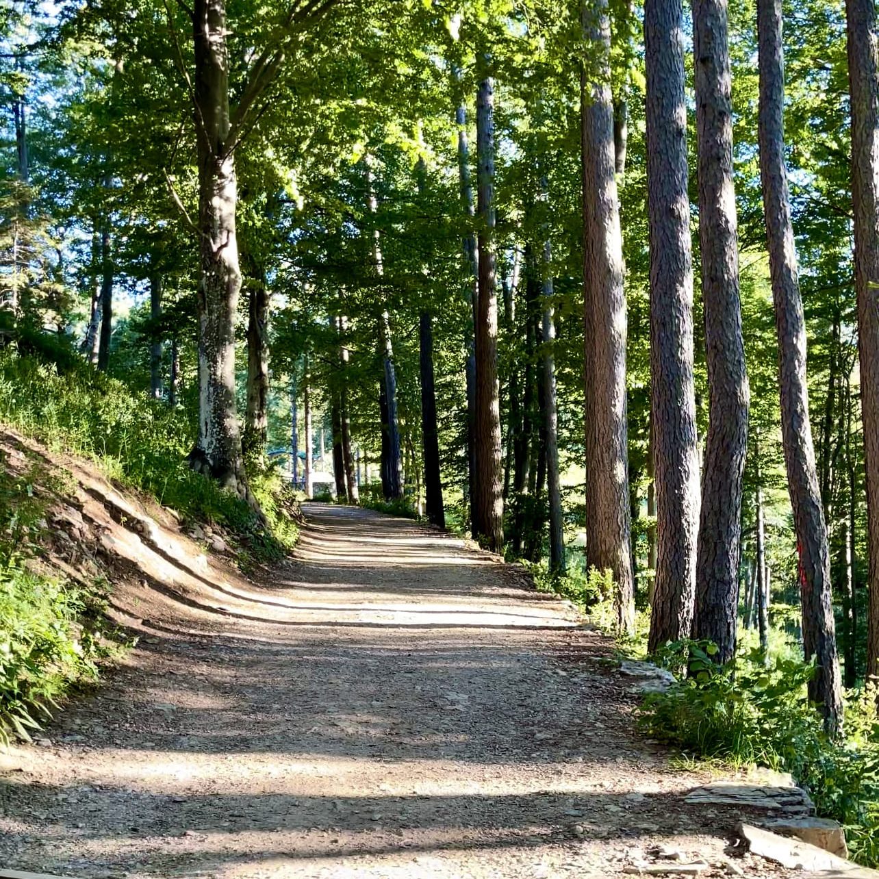 Strada sterrata che attraversa il bosco verso il Belvedere dei Piani Resinelli