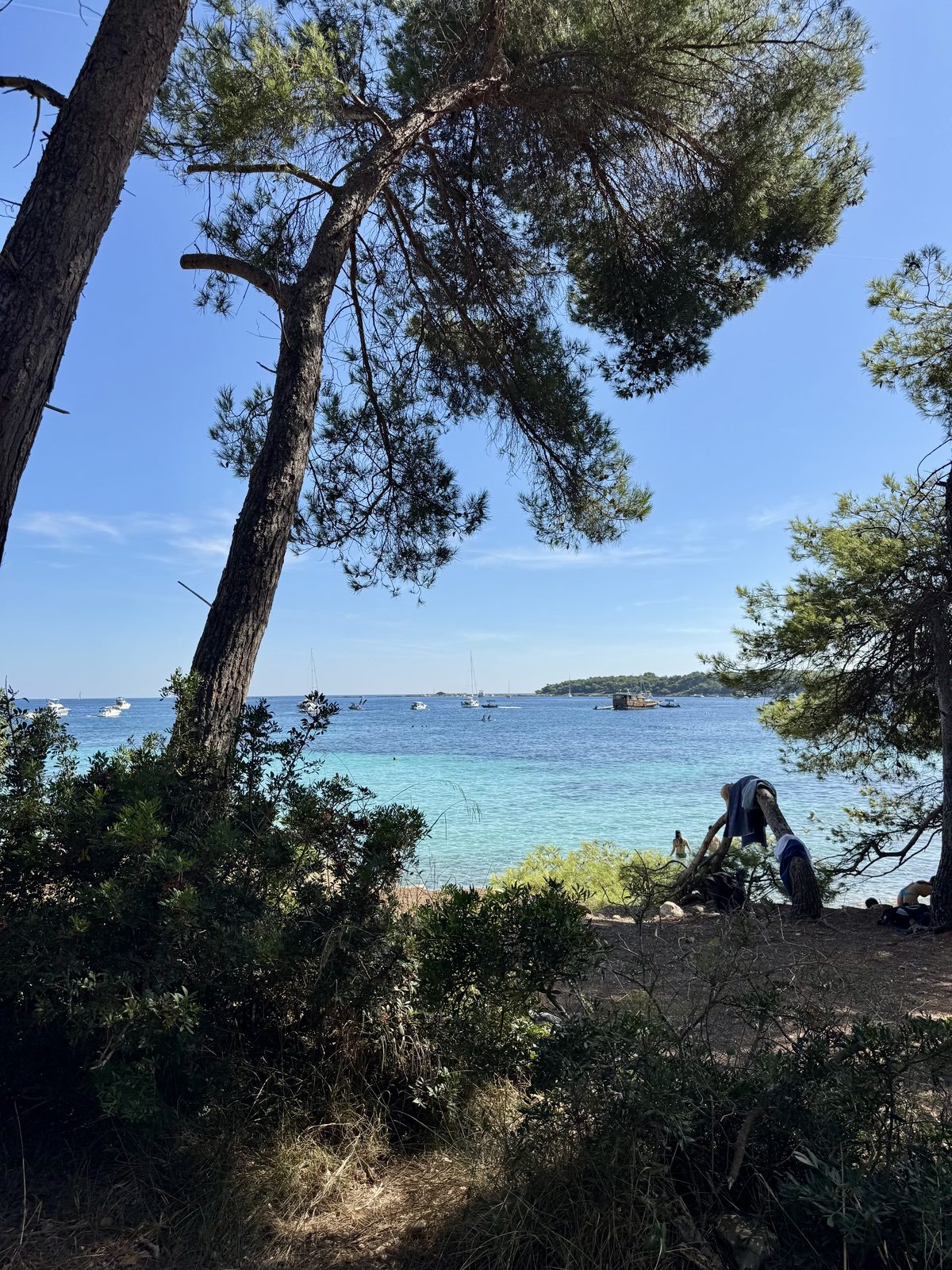 Pini e acqua turchese all'Isola di Santa Margherita, alle Isole di Lerino