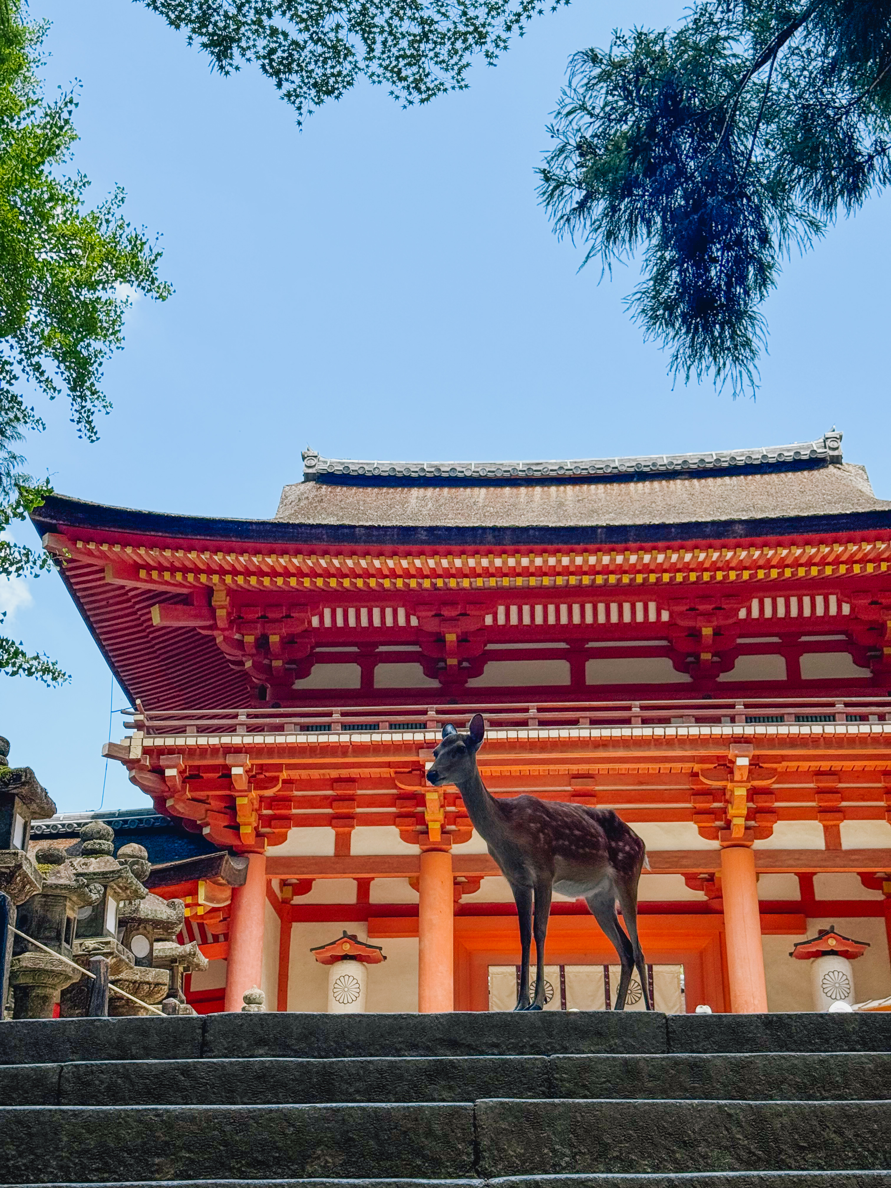 Uno dei cervi liberi di Nara con un tempio sullo sfondo