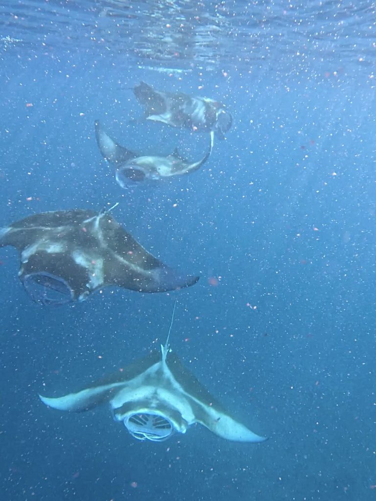 Manta che nuota nelle acque dell'atollo di Thoddoo