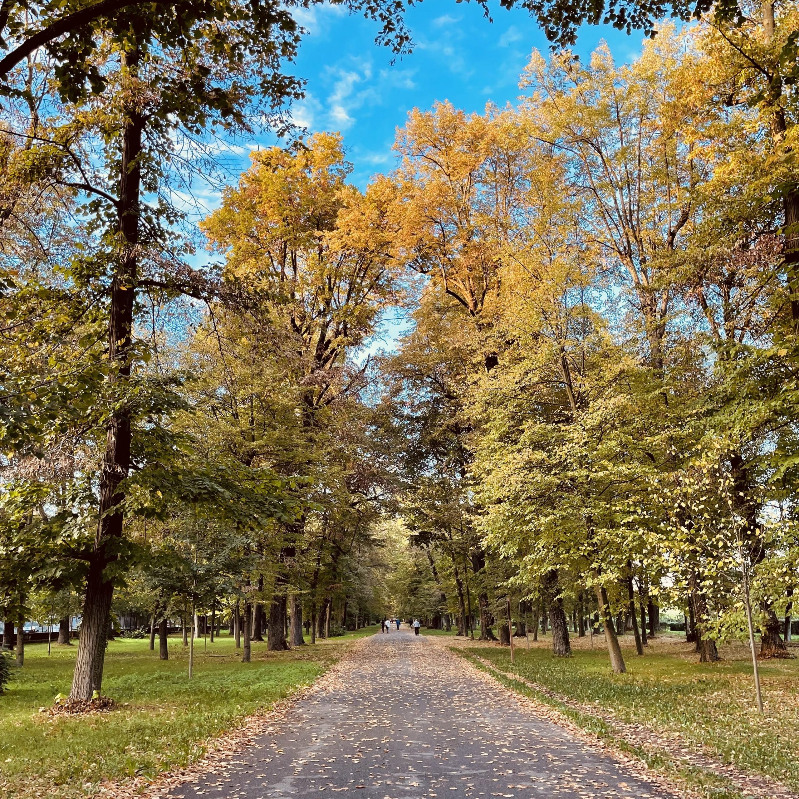 Viale alberato del Parco di Monza durante il foliage autunnale
