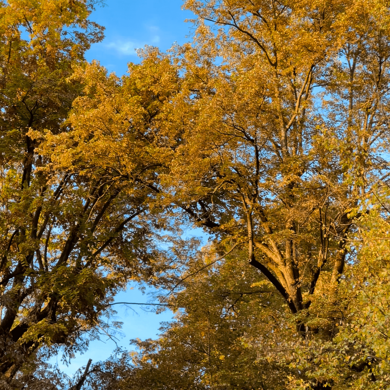 Foliage arancione tra gli alberi del Parco di Monza