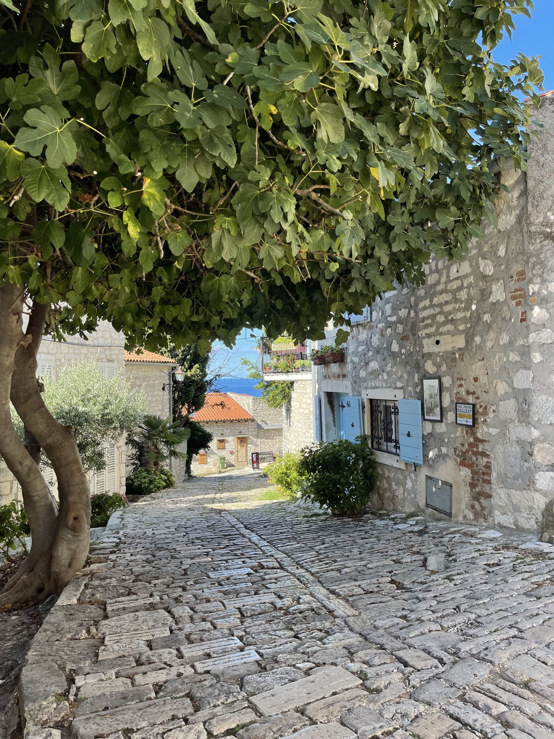 Centro storico di Rovigno visto dal porto