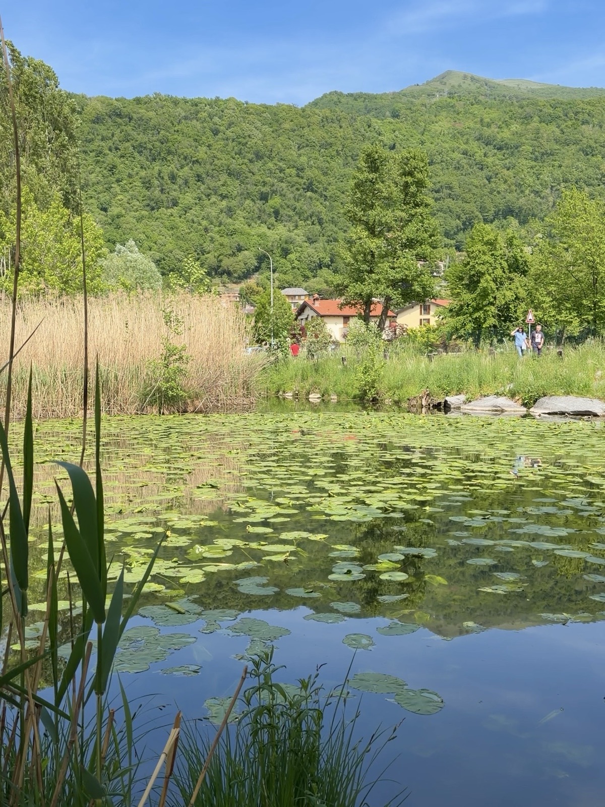 Ninfee e vegetazione lungo le rive del Lago del Segrino