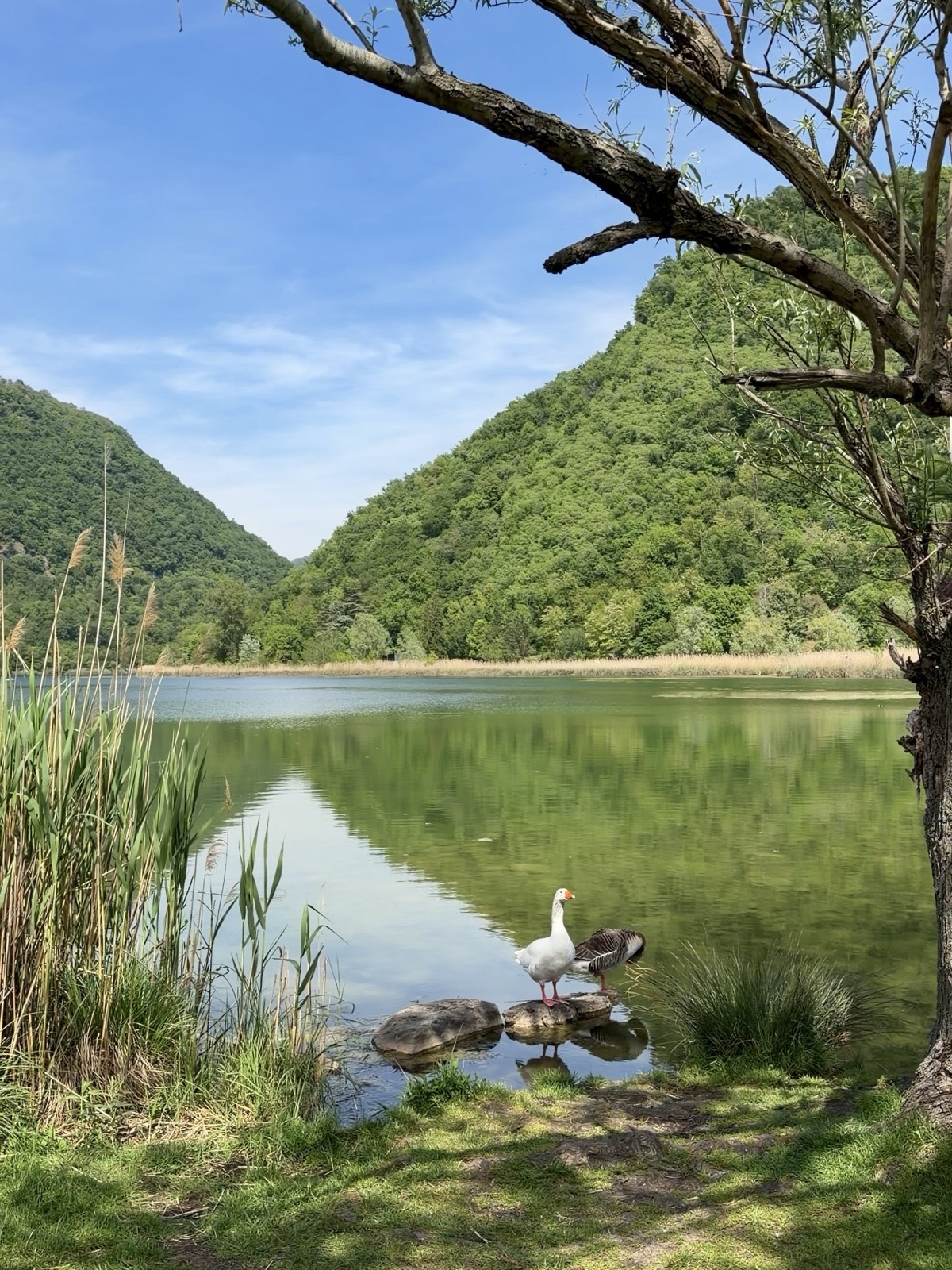 Oca e anatra sulle rive del Lago del Segrino