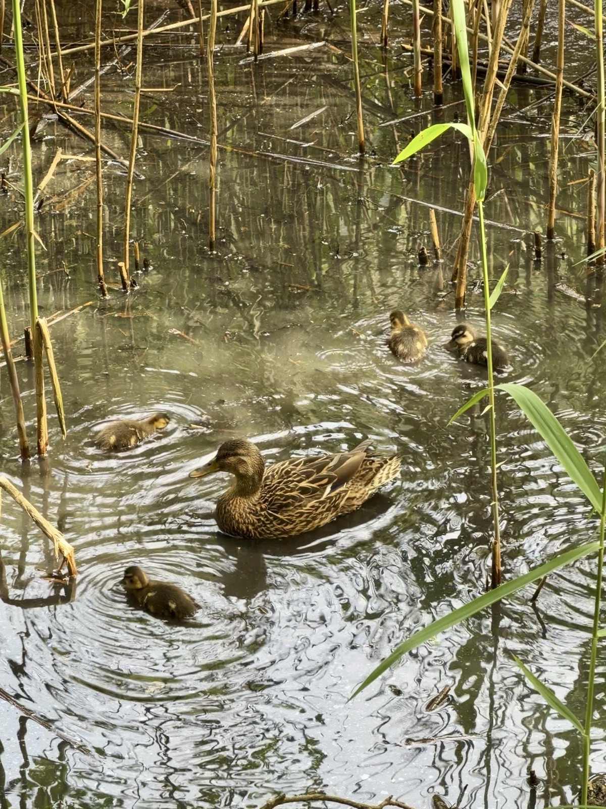 Anatra con i suoi pulcini sul Lago del Segrino